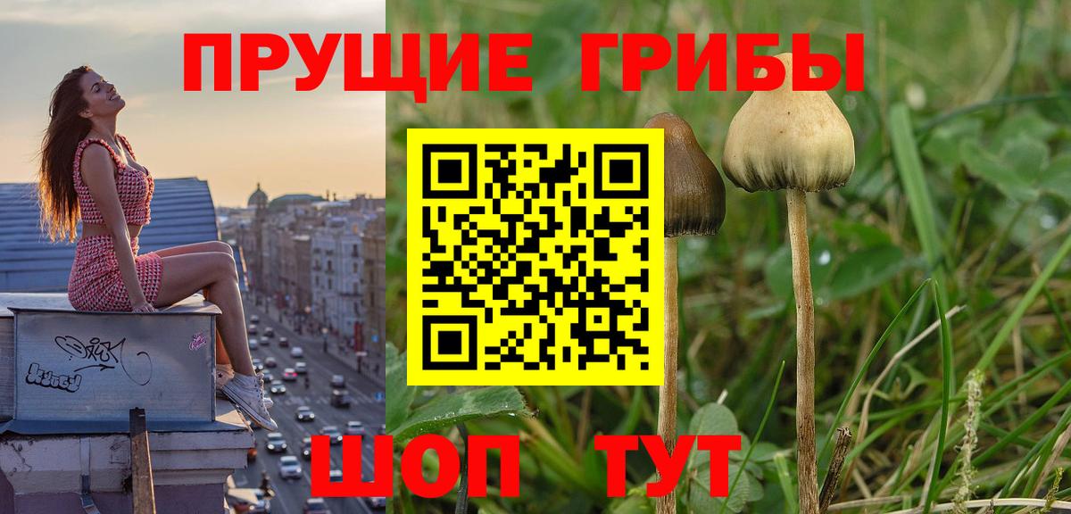 Псилоцибиновые грибы Psilocybine cubensis  Вход с VPN  Партизанск 